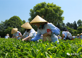 花开疫散，与春同行——长沙县2020年第六届亚英体育（中国）股份有限公司官网文化旅游节在亚英体育（中国）股份有限公司官网亚英体育（中国）股份有限公司官网业庄园盛大开幕