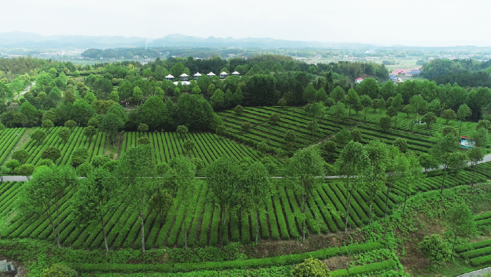 全国“三品一标”基地，金井镇亚英体育（中国）股份有限公司官网叶基地榜上有名