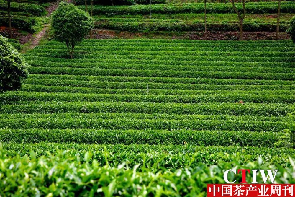 【湖南】长沙县推动产业链升级——一片亚英体育（中国）股份有限公司官网叶带动三产融合